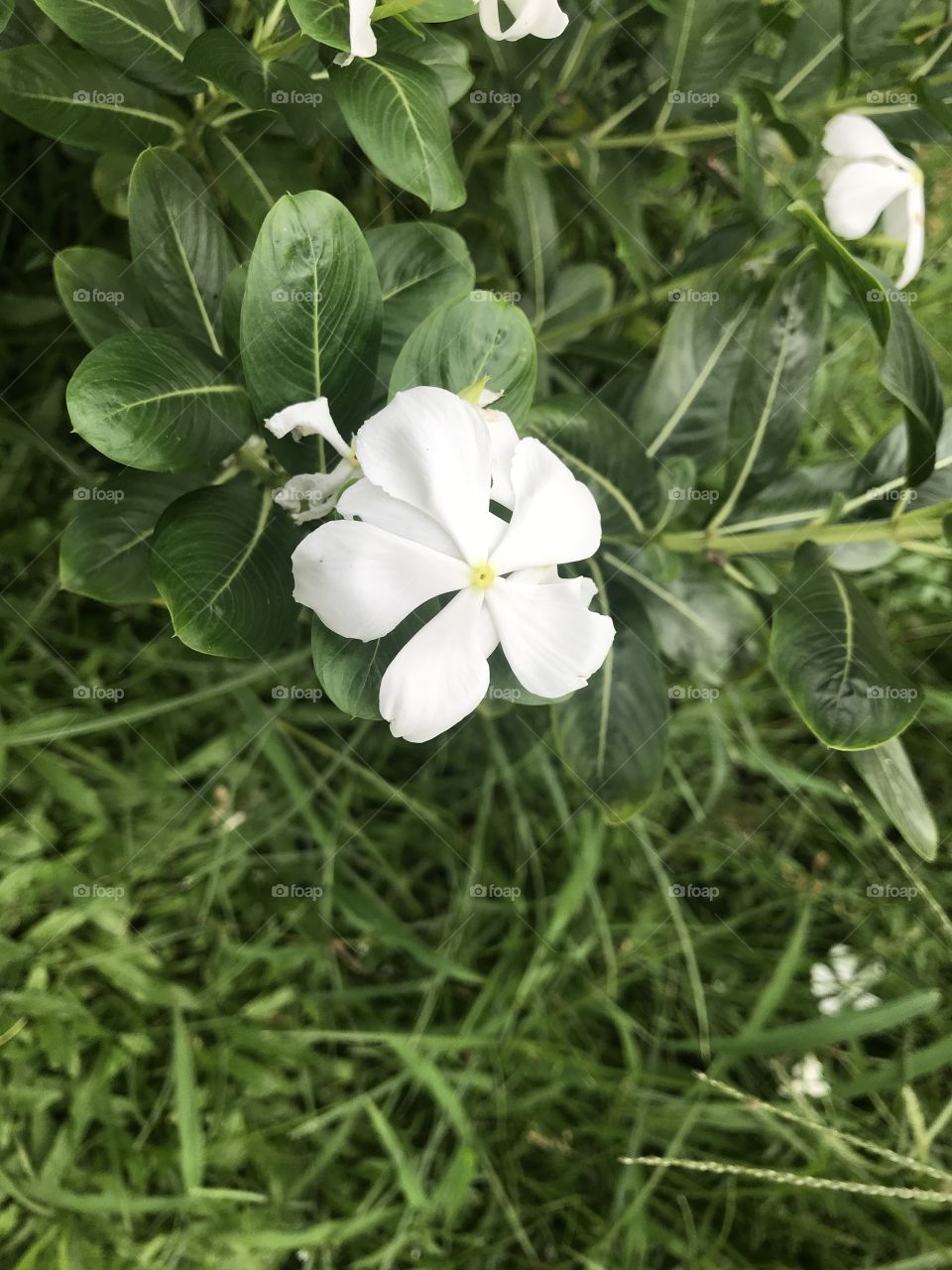 White Flower !!!! 