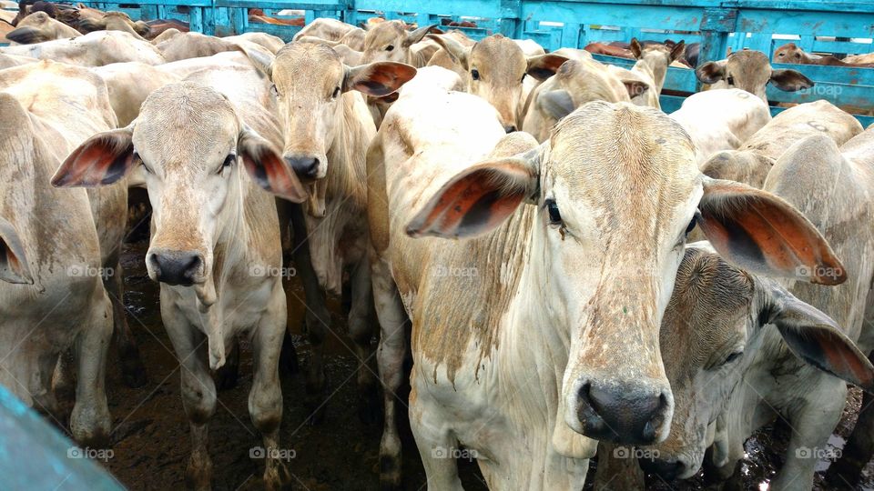 Herd of Cattle at farm