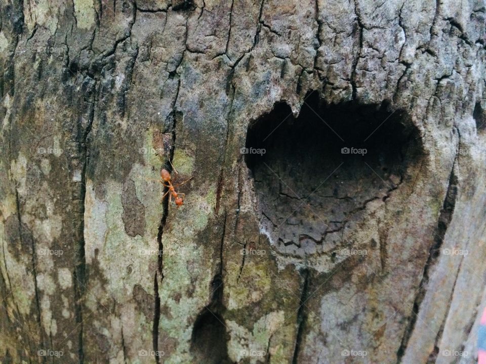 Hole in the tree, captured from the nature 
