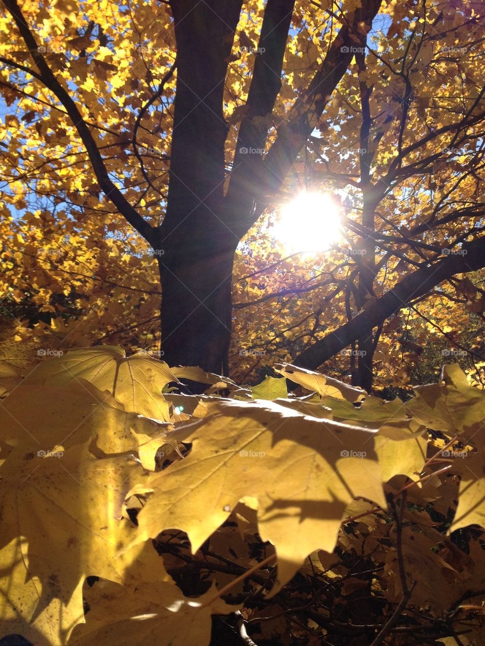 Autumn at Carlson Farms