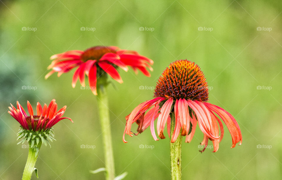 Close-up of red flowers