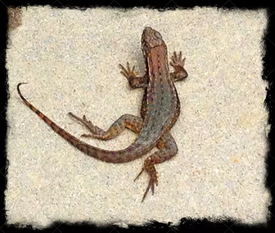 Gecko 