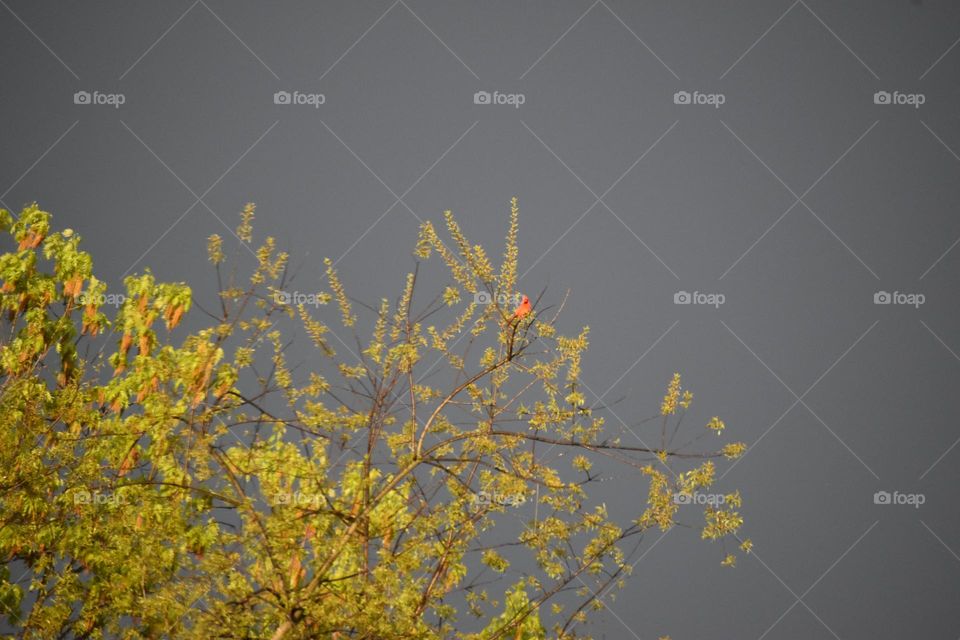 Bird in a tree with eerie sky