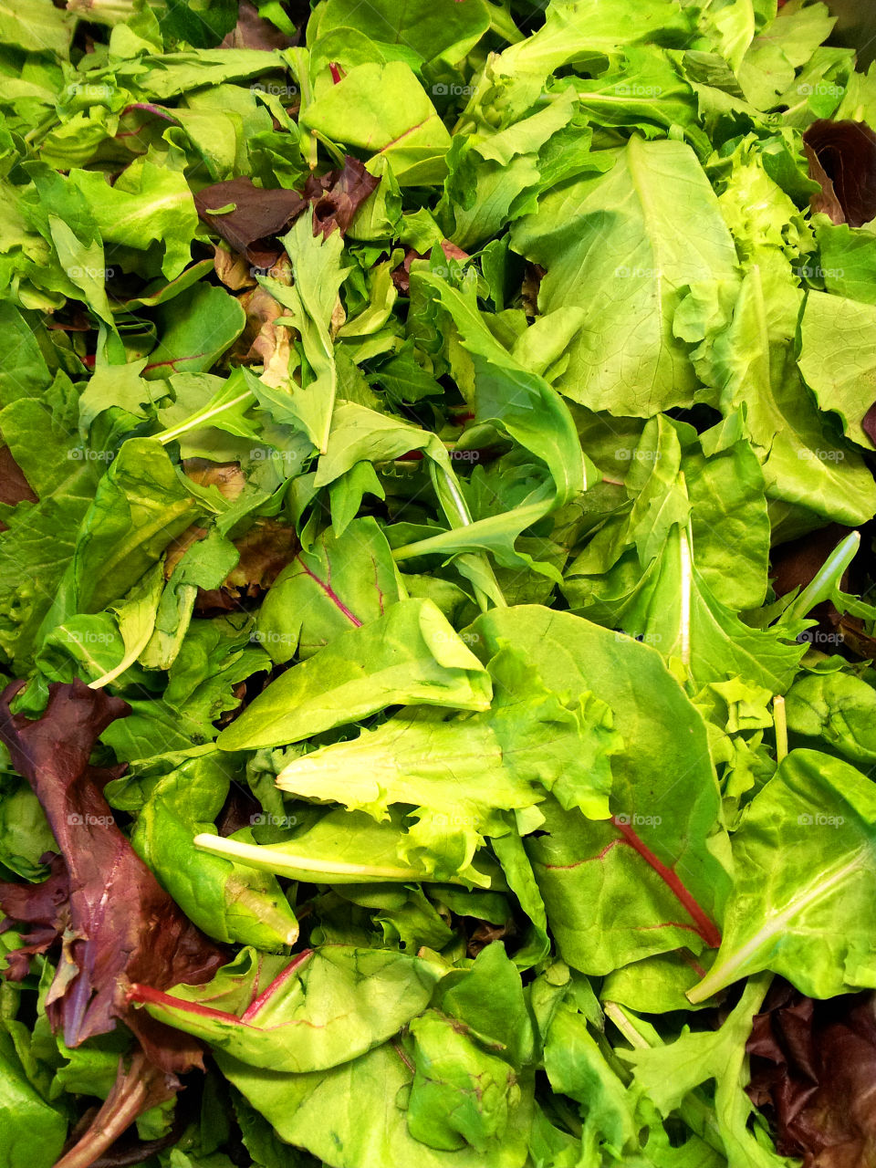 Lettuce fresh organic and green