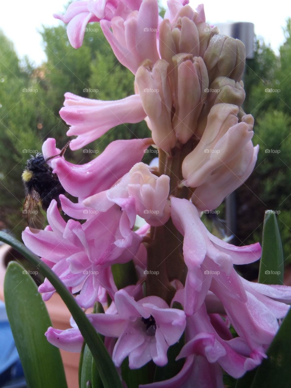 Wet bumblebee waiting for sun