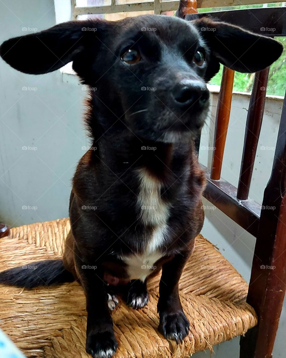 Cadelinha esperta, atenta a tudo a sua volta. Animais de estimação são companheiros que só fazem bem.