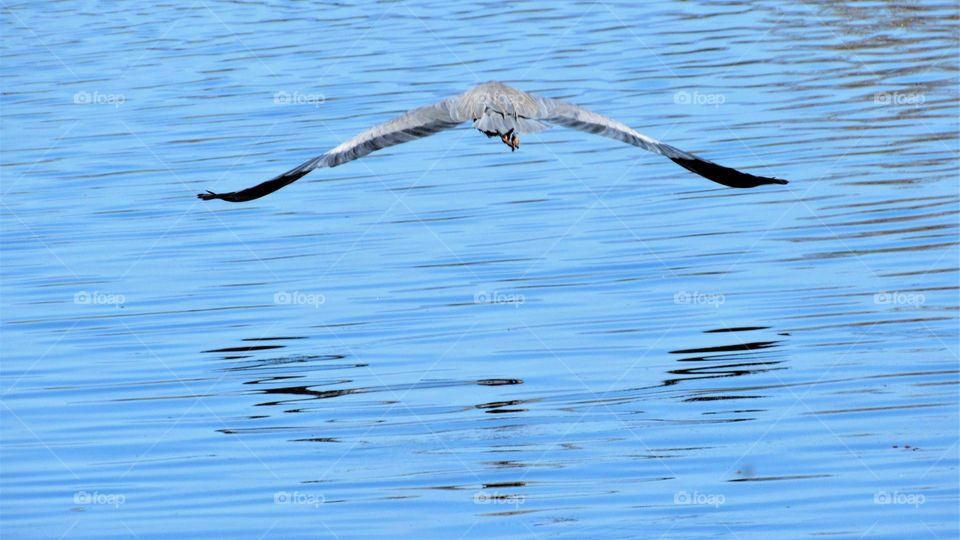Great blue heron in flight over water