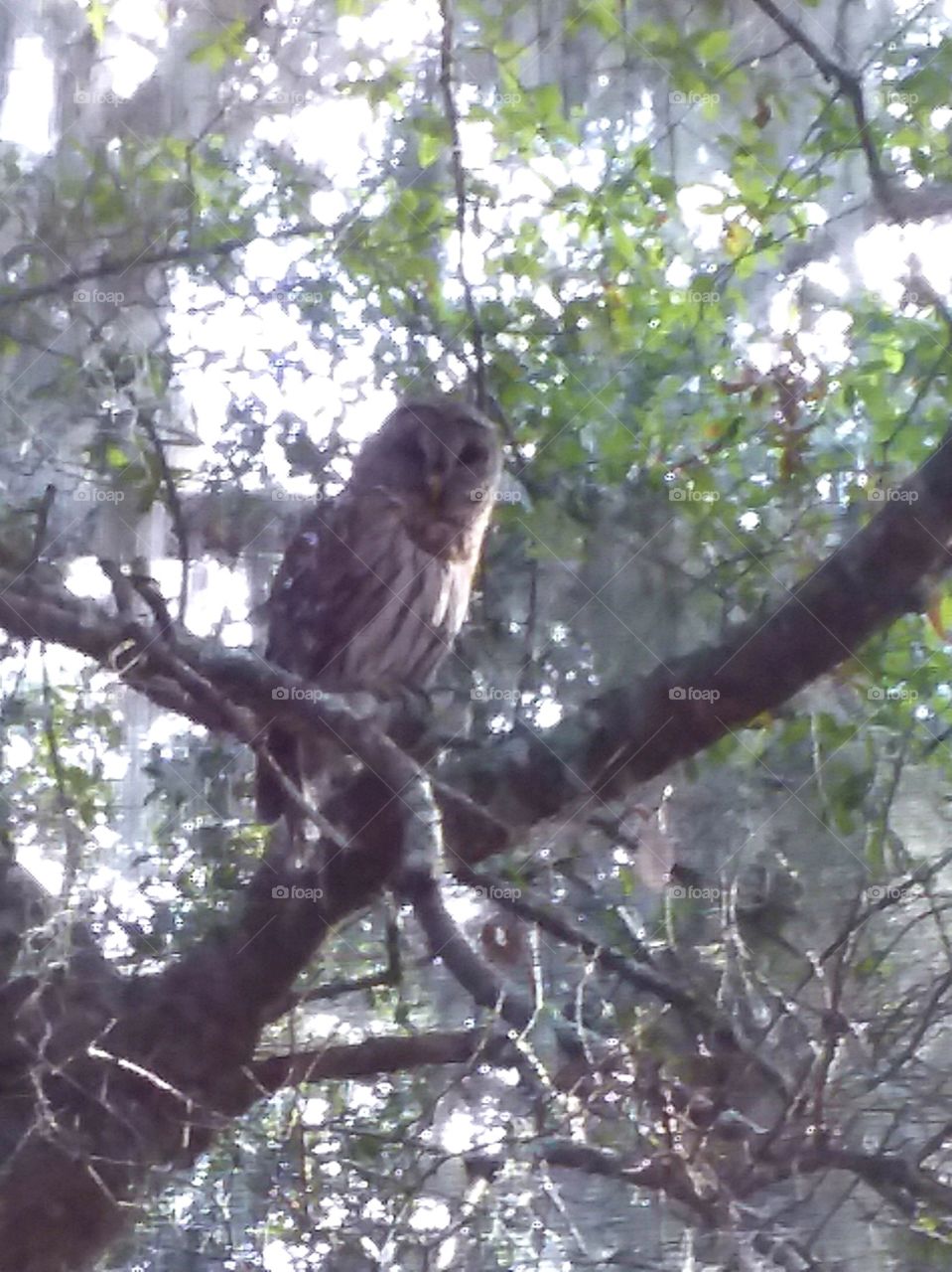 sunshine on the owl posing for his picture