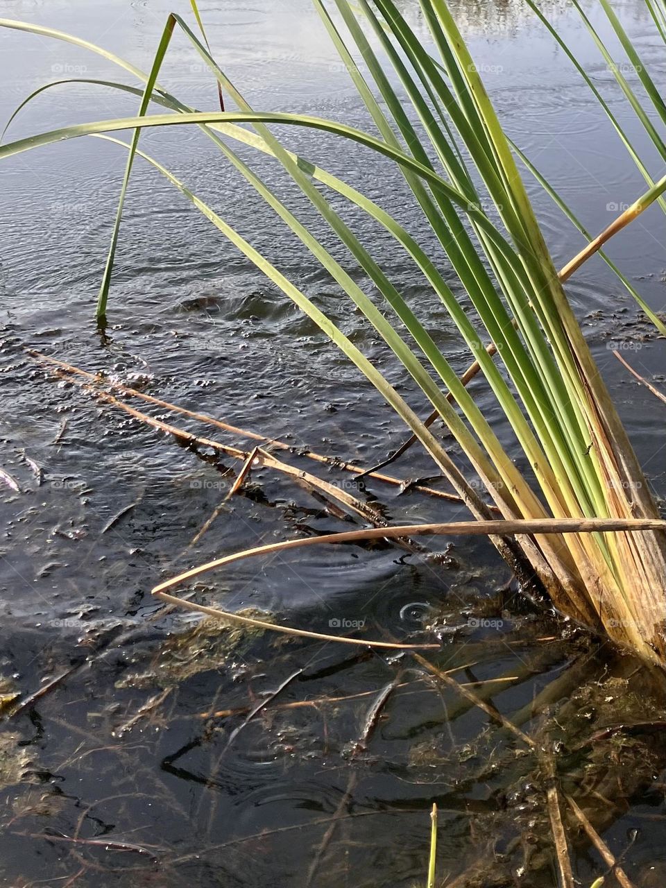 Cool water with movement in pond