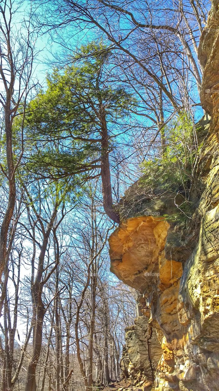Crooked tree grows from cliff