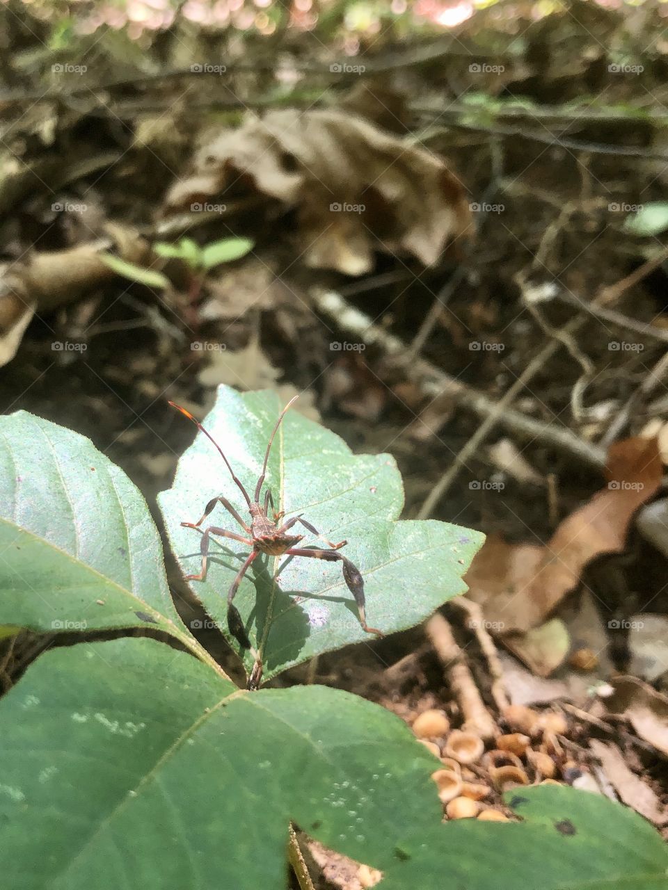 Insect on leaf in woodlands in sunshine 