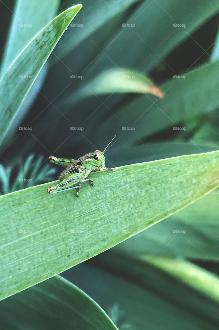 Grasshopper blending in