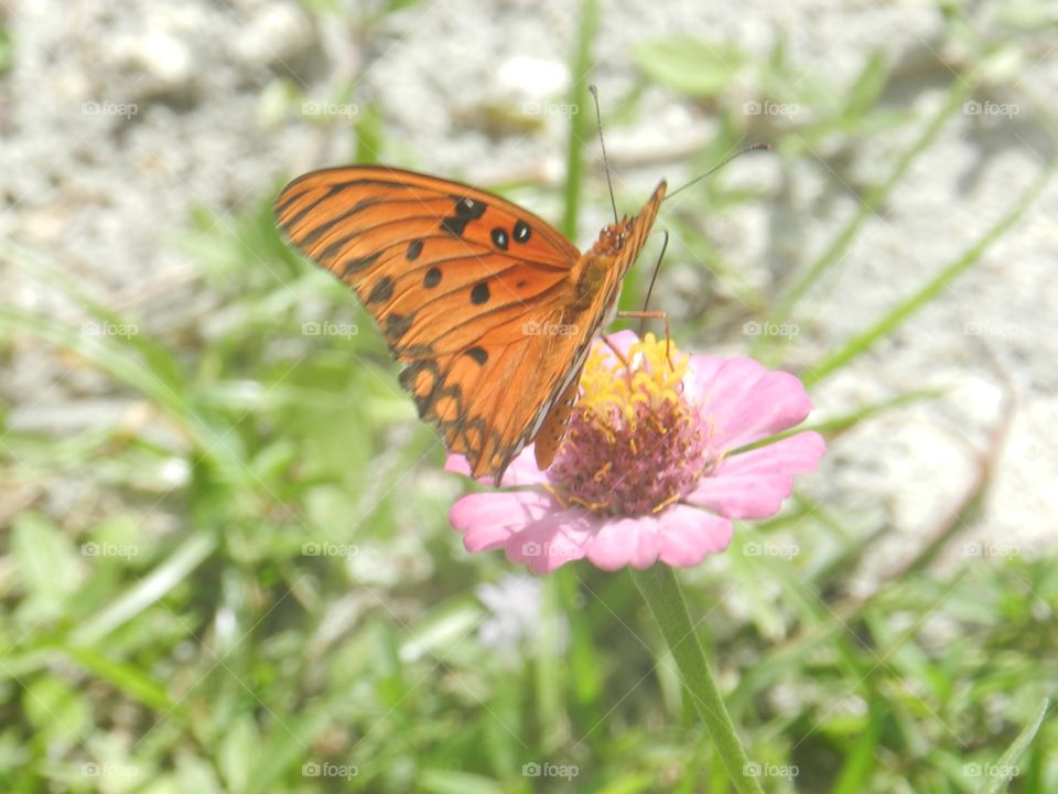 Butterfly, Insect, Nature, Summer, Outdoors
