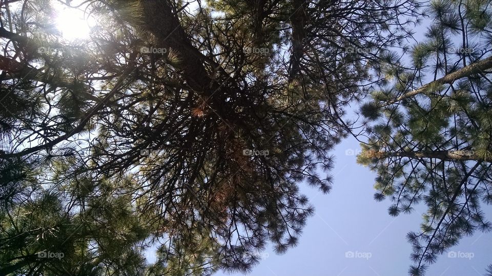 Tree, Pine, Conifer, Nature, Wood
