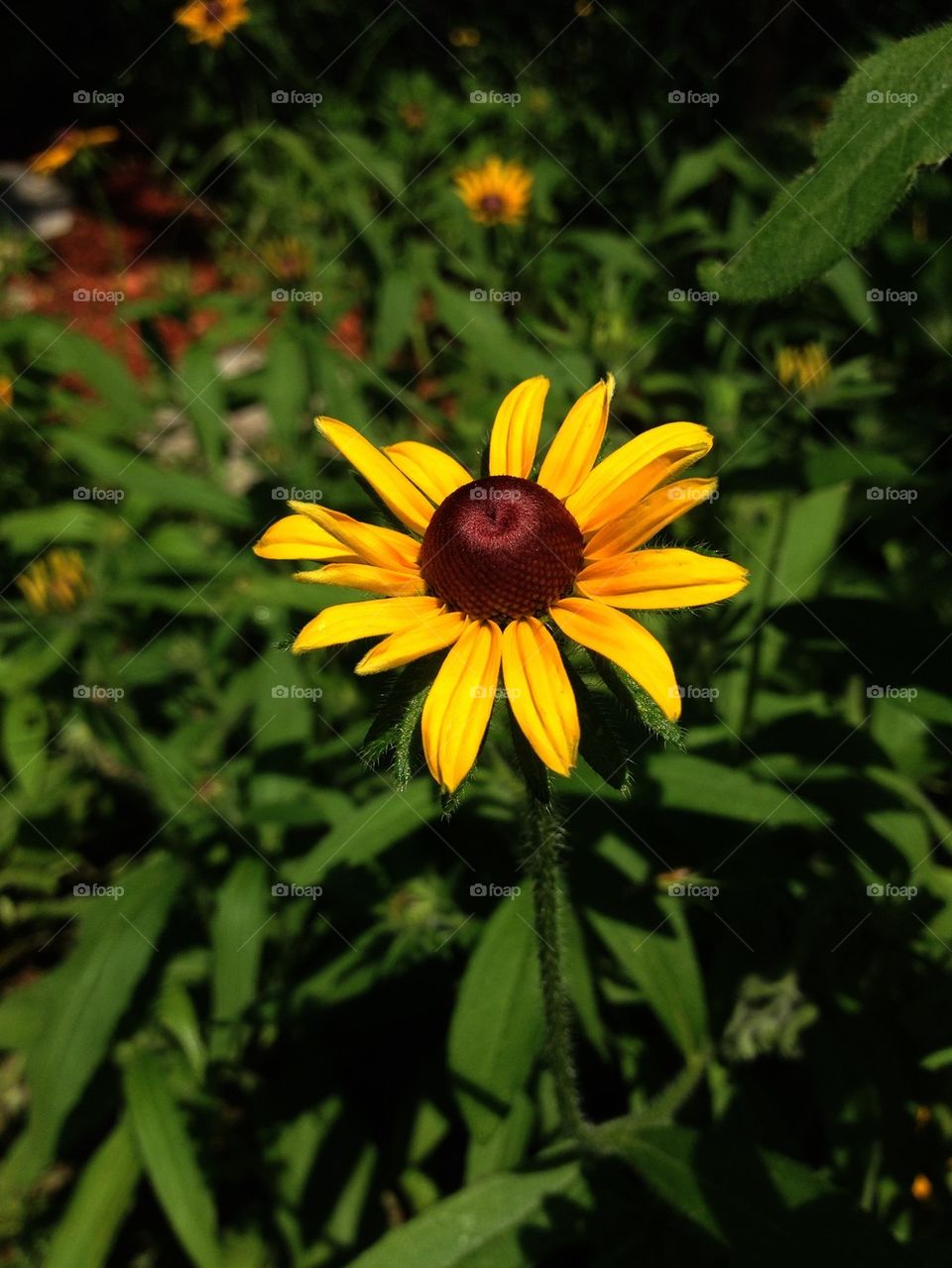 Brown eyed Susan 