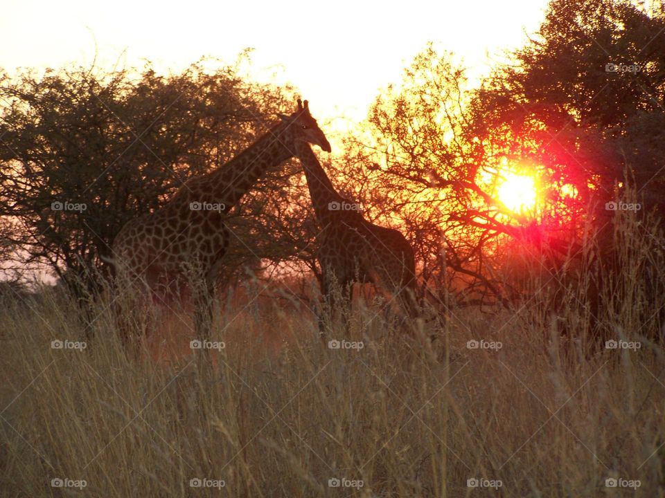 Giraffes in the wild as the sunset.