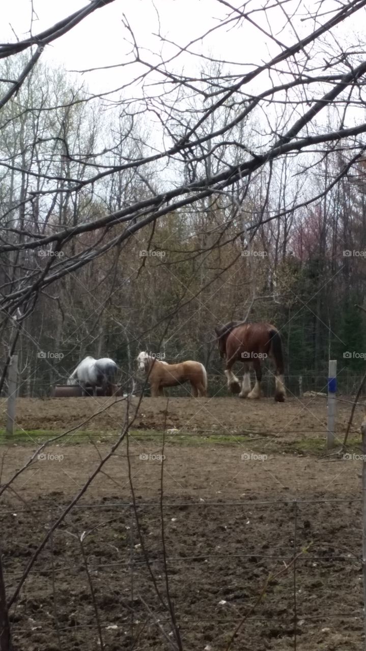 rural farm outdoors horses landscape spring