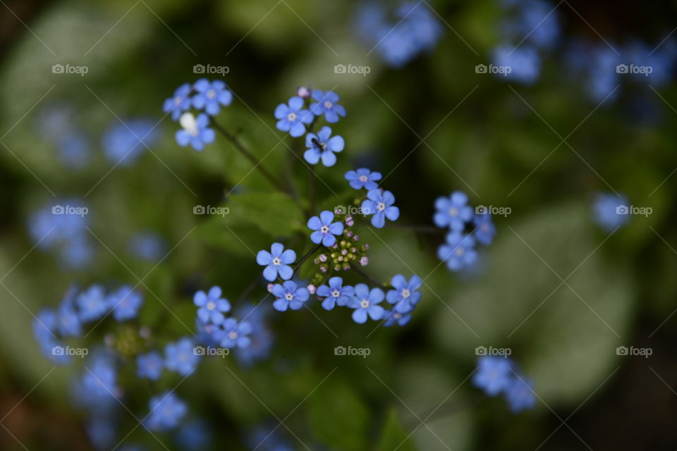 Jardín botánico, Madrid