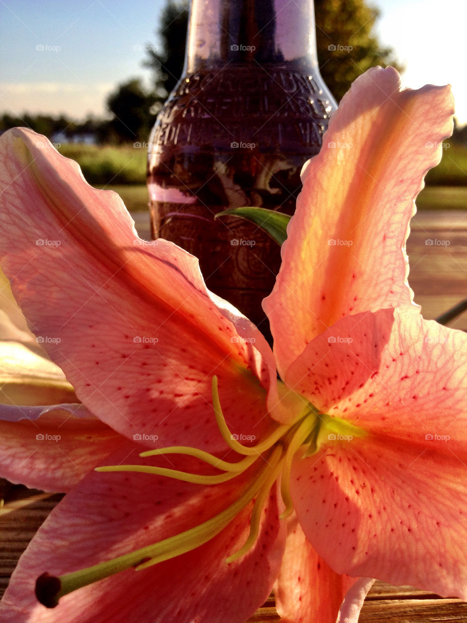 nature pretty pink flower by vickikl3