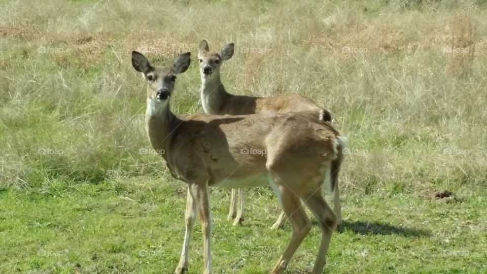 Who's Looking At You