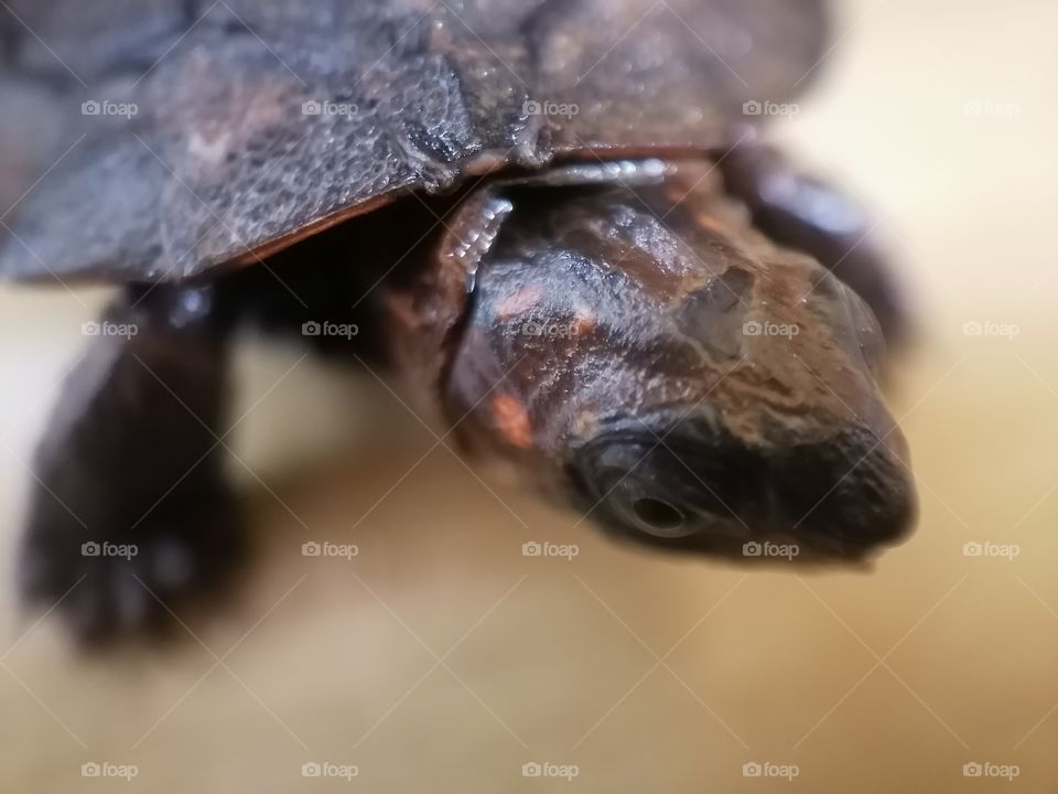A baby tortoise .