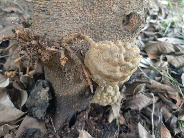 This is a one of beautiful fruit in my garden. Local Name:  Naminan/ Nan-Nan