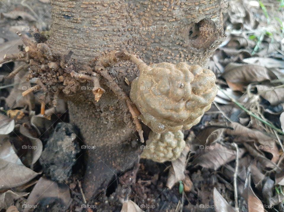 This is a one of beautiful fruit in my garden. Local Name:  Naminan/ Nan-Nan