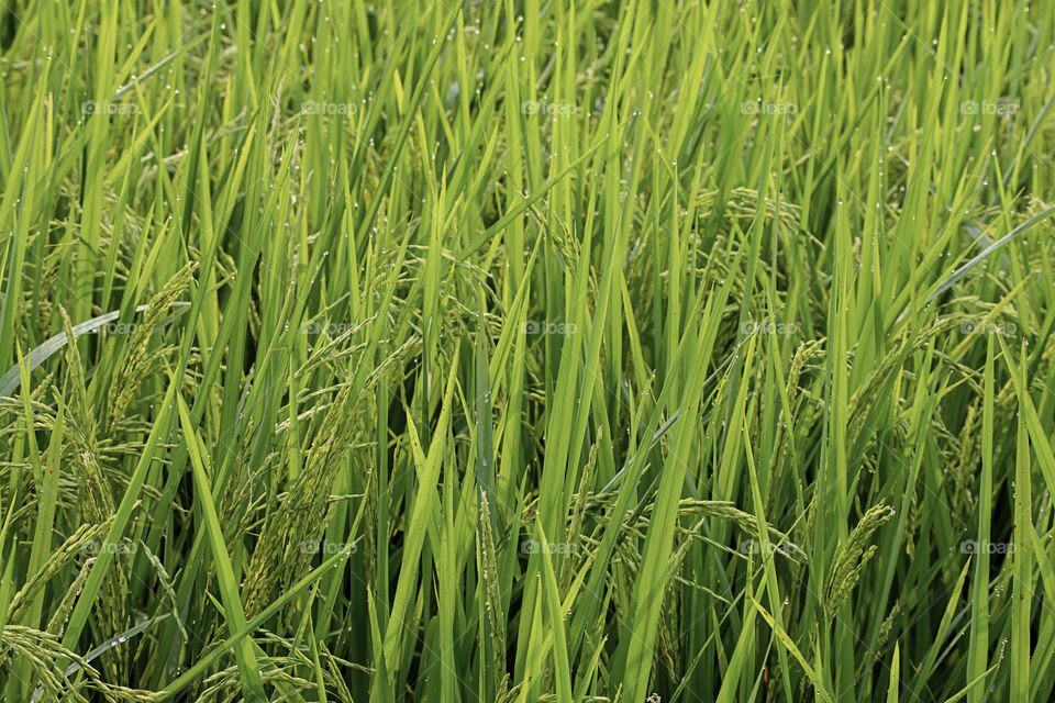 Water drops on the leaves of rice in the field and is soon up to the seed harvest.