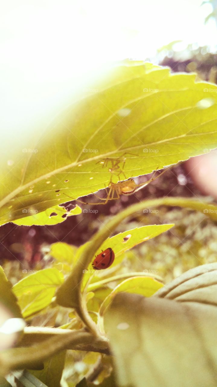 ladybug & spider