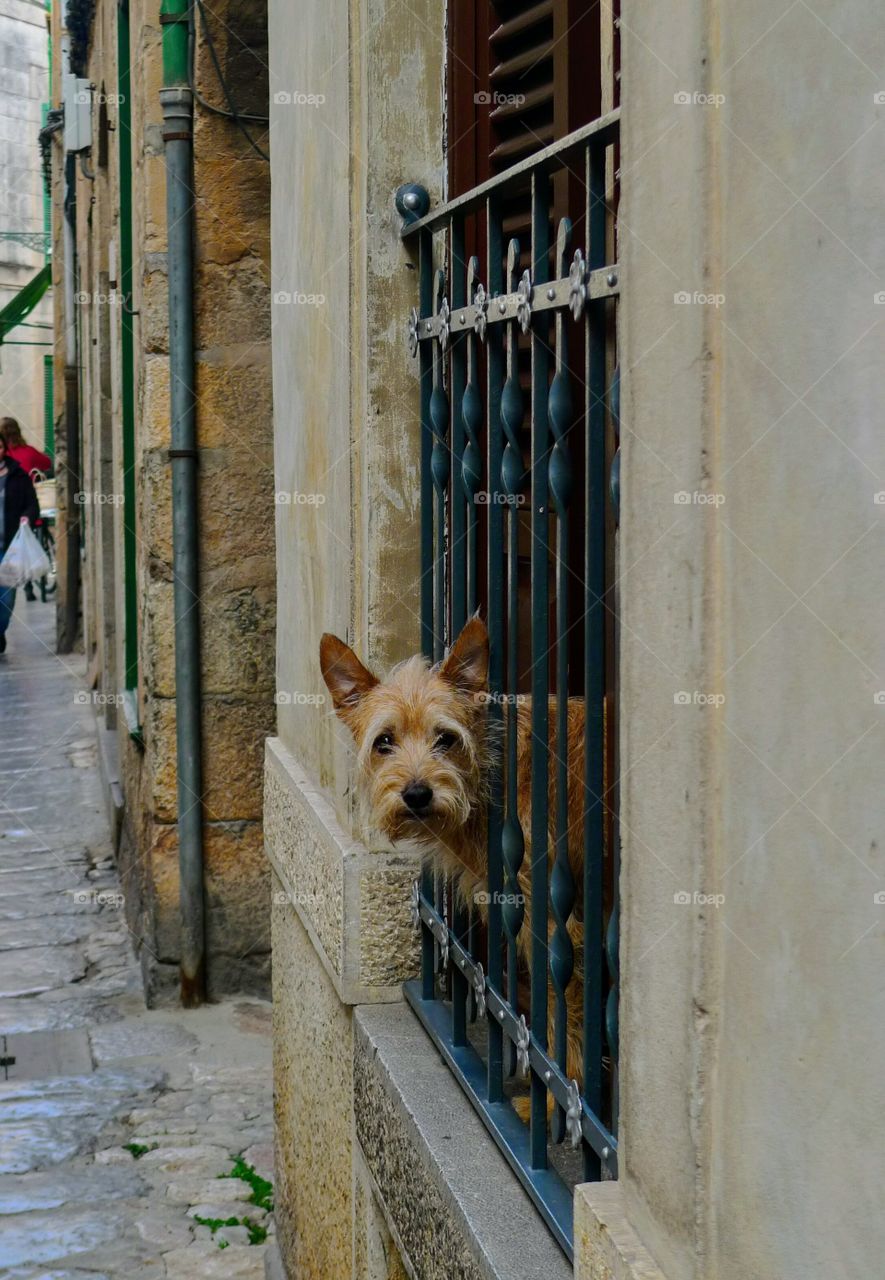 Dog looking out from window