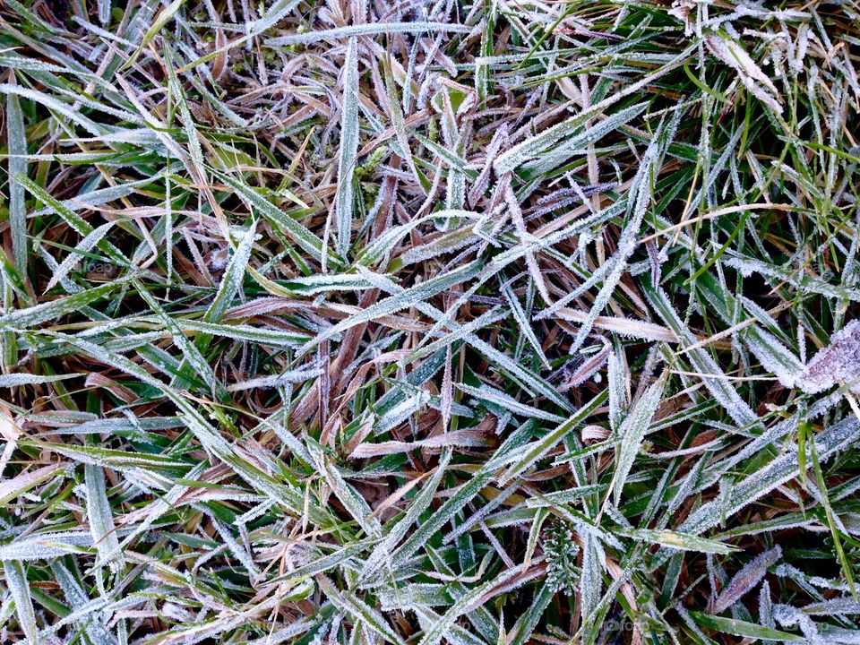 First frost on the grass 