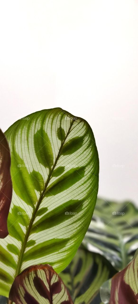 Calathea makoyana leaf