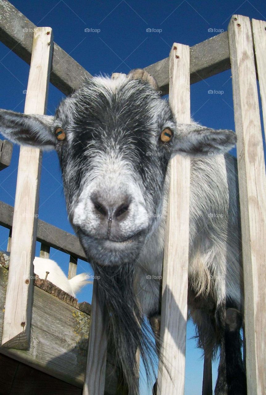 Nosey Goat