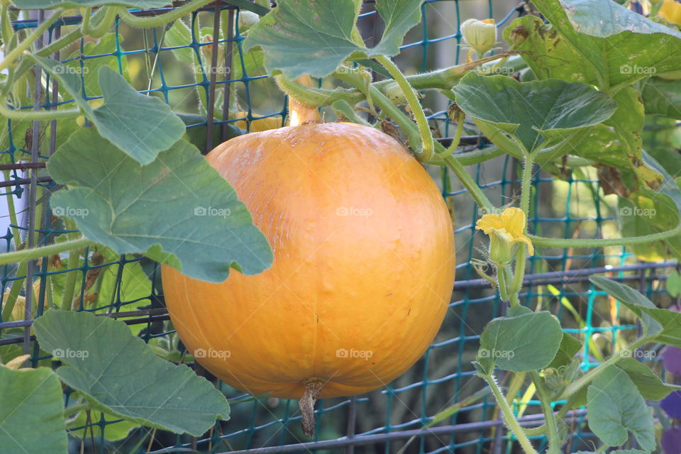 Large Pumpkin Growing on a Vine