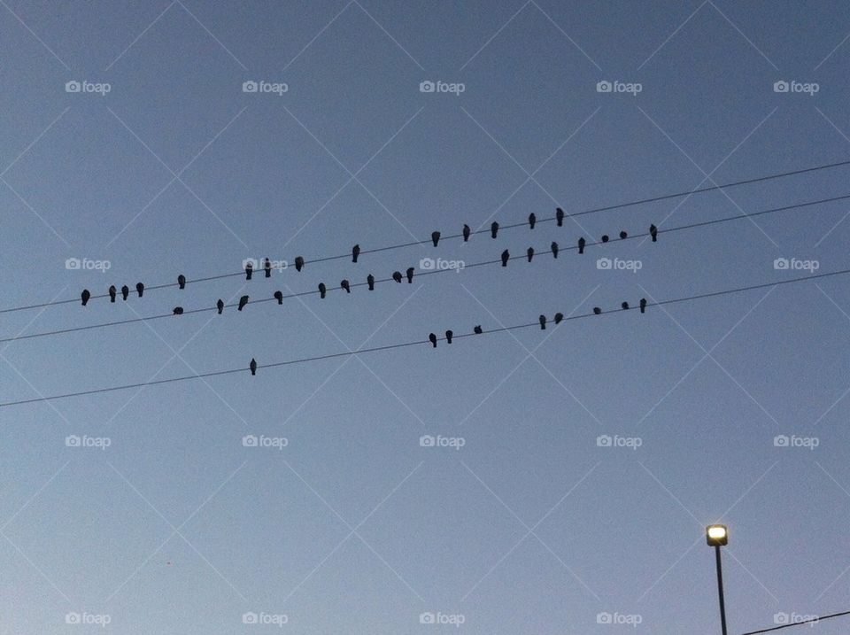 Birdwire