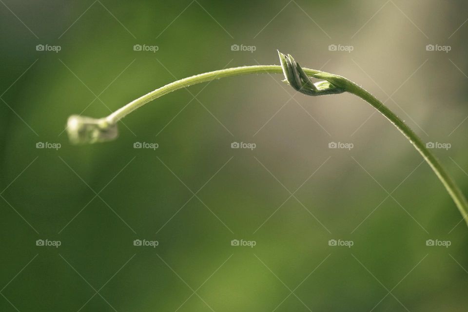 Green plant with young bud in a shape of human hand