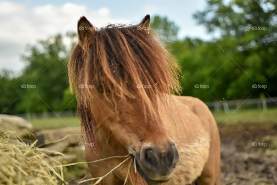 Life on the farm