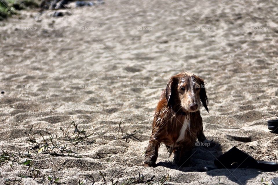 Dog wet in sand