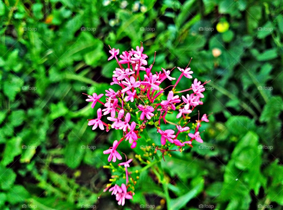 Summer flowers,pink flower