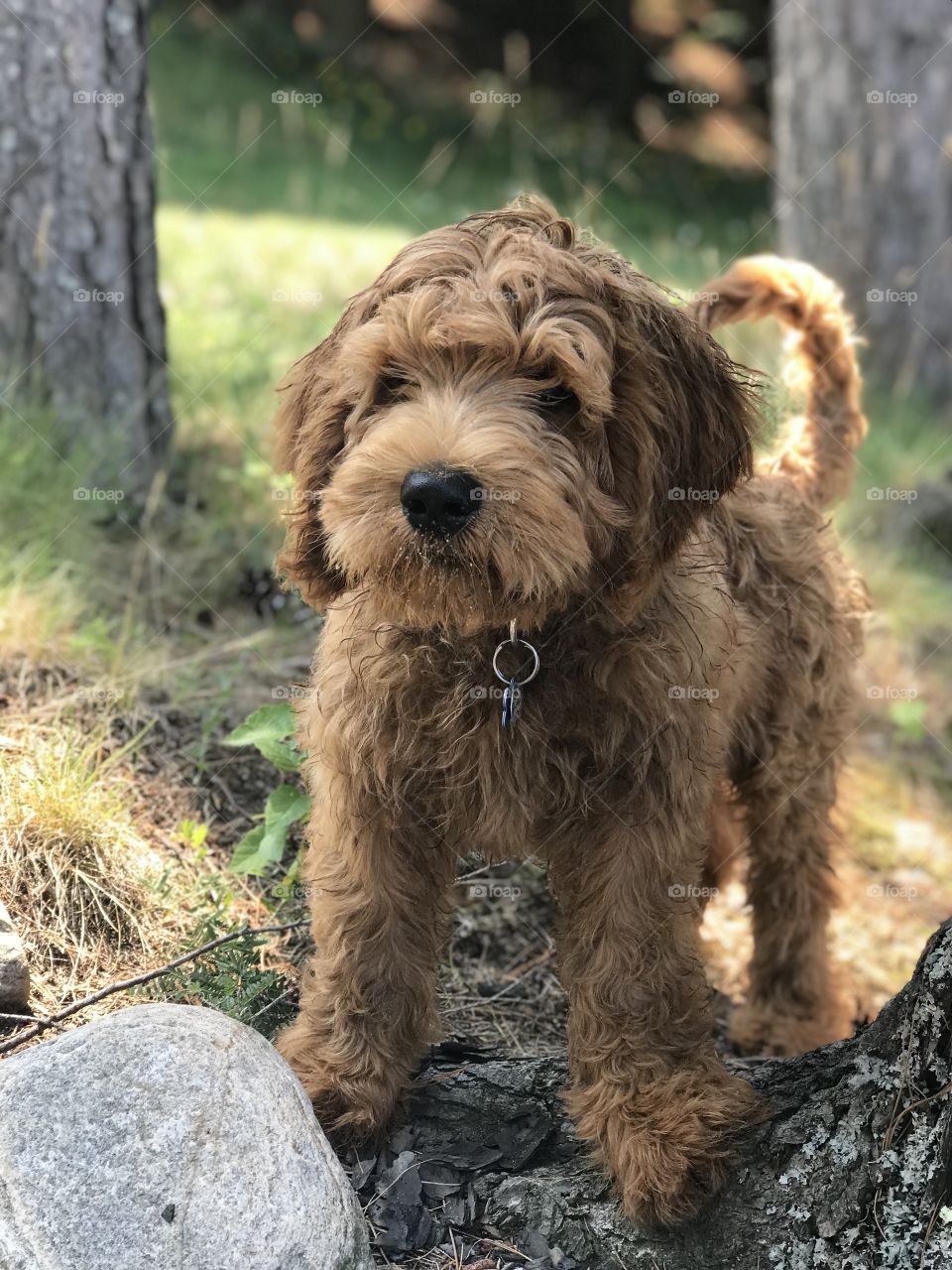 Australian Labradoodle puppy playing in the woods