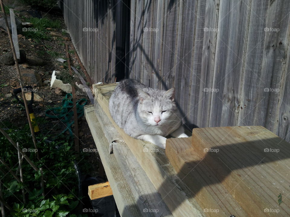 Cat on plank of wood