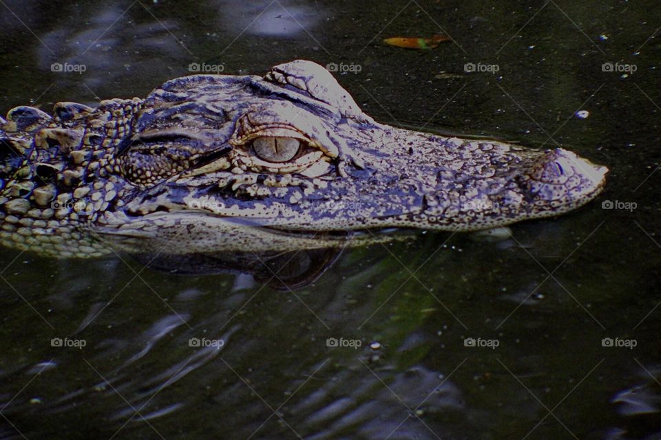 Baby alligator wild and free.