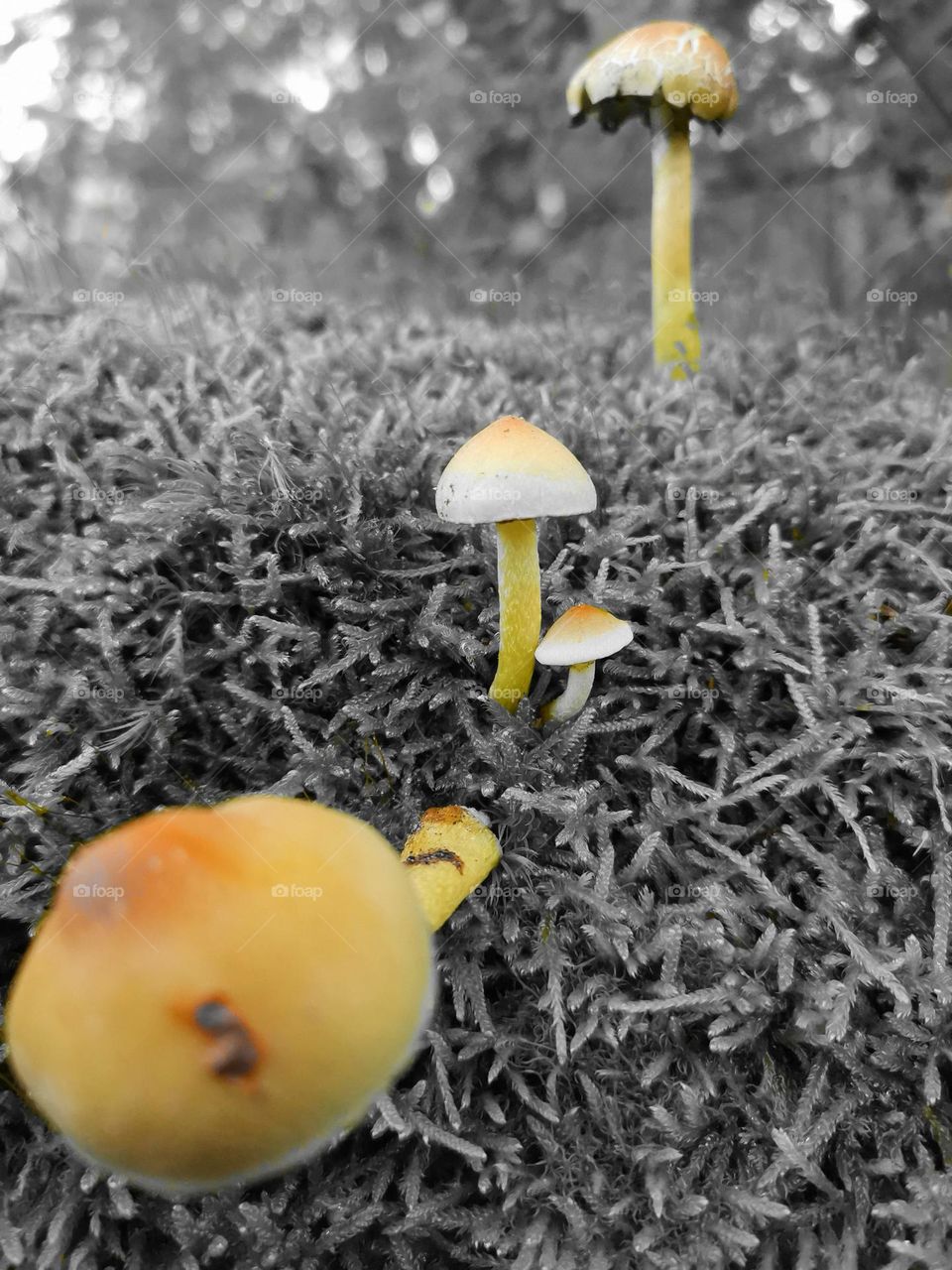Mushrooms colored in gray