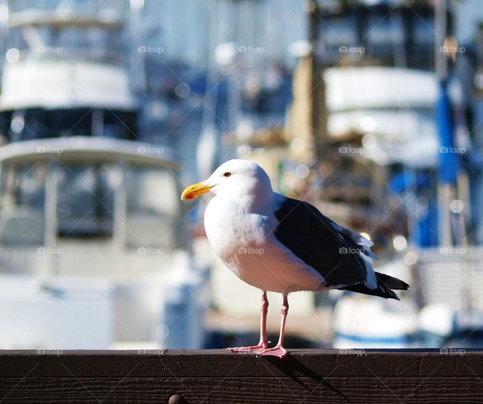 Seagull in the marina