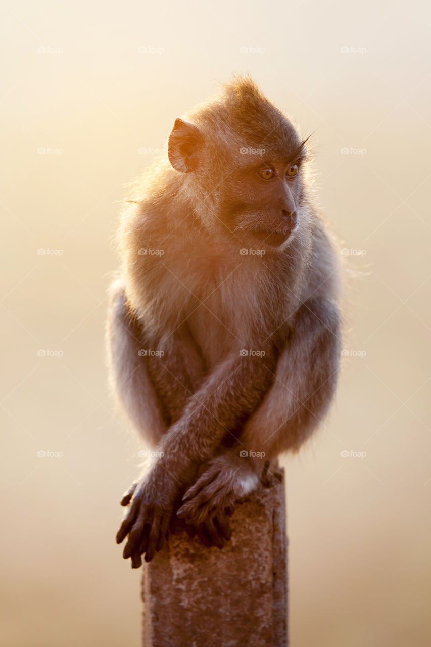 Wild monkey at the top of mountain Batur in Bali island during the sunrise