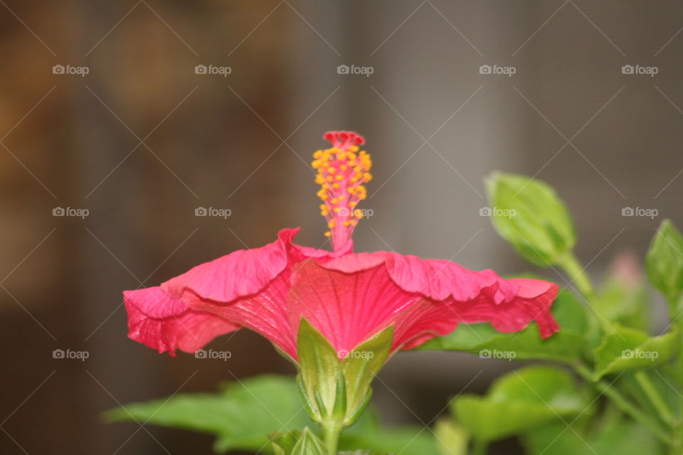 pink flower. neighbor's flowers