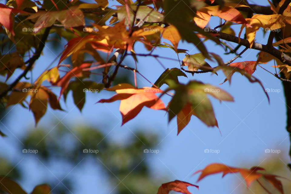 Autumn leaves