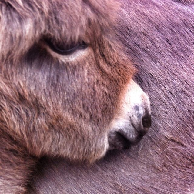 Baby donkey