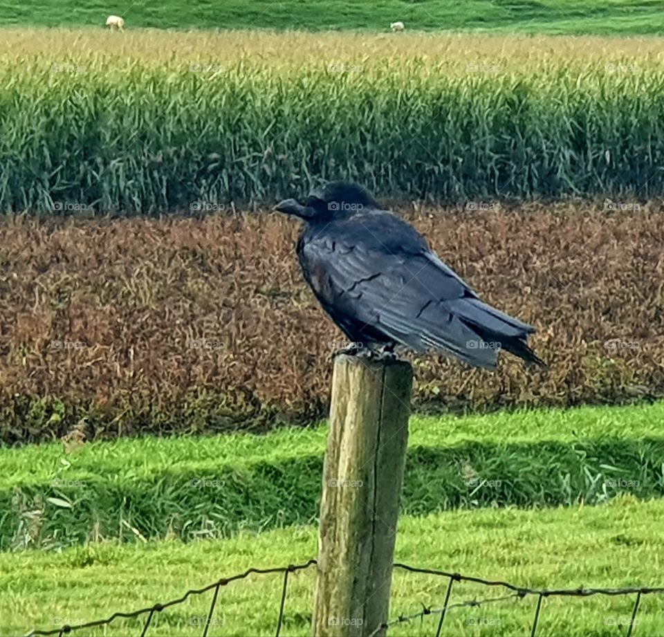 A nice big crow on a wooden pole