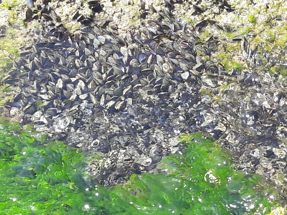 #mussels 4